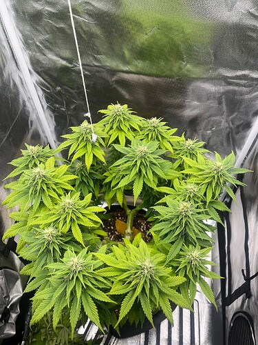 Growreport Bild 6