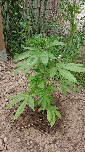 Growreport Bild 36