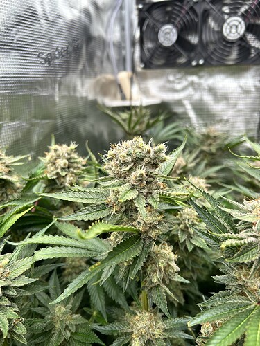 Nahaufnahme von reifen Cannabis-Buds mit Trichomen und grünen Blättern, im Hintergrund sind Lüfter und reflektierende Wände einer Growbox zu sehen.
