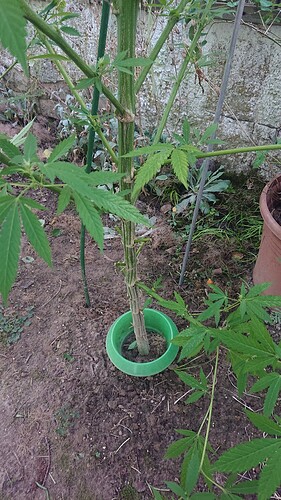 Growreport Bild 4