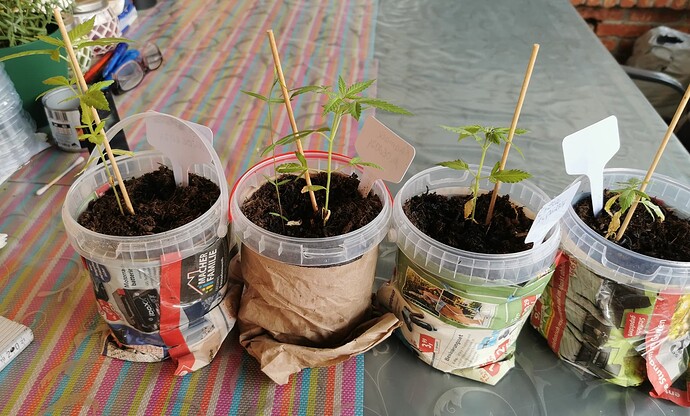 Growreport Bild 1