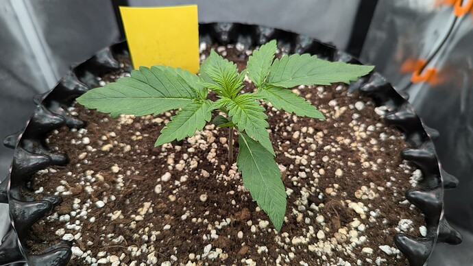 PXL_20240709_182834900