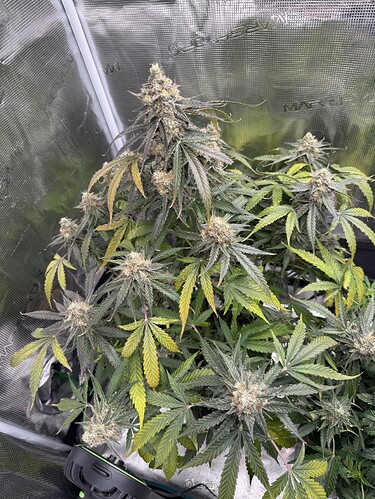 Growreport Bild 2