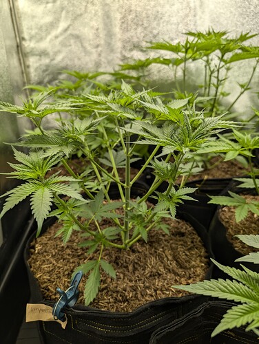 Growreport Bild 24