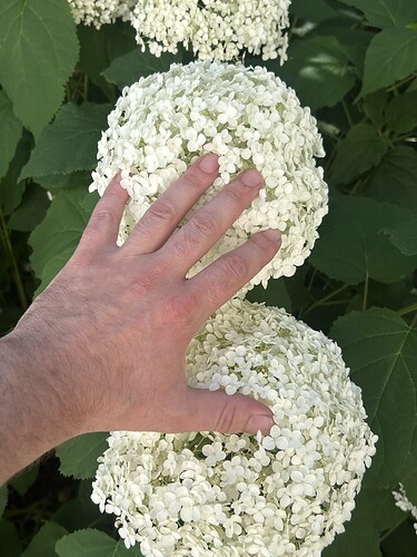 Growreport Bild 39