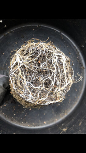 Growreport Bild 4