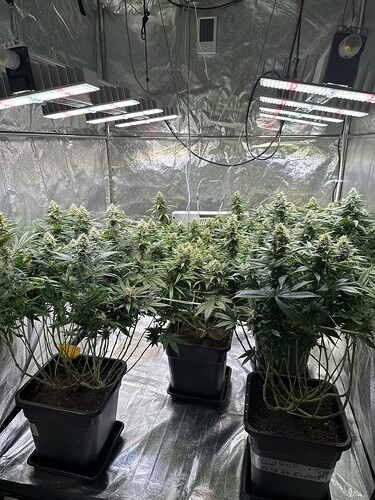 Growreport Bild 33