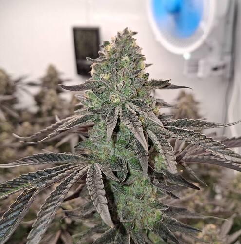 Growreport Bild 33