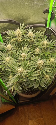 Growreport Bild 3
