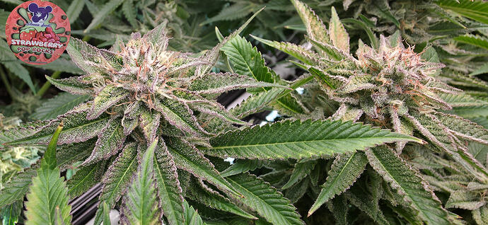 Growreport Bild 27