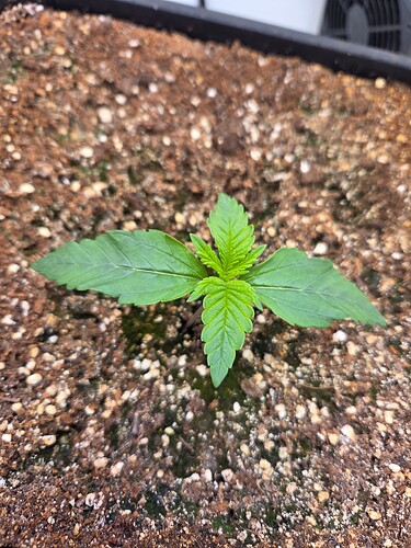 Growreport Bild 2