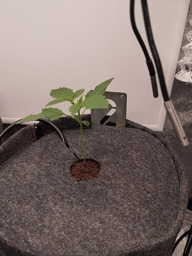 Growreport Bild 4
