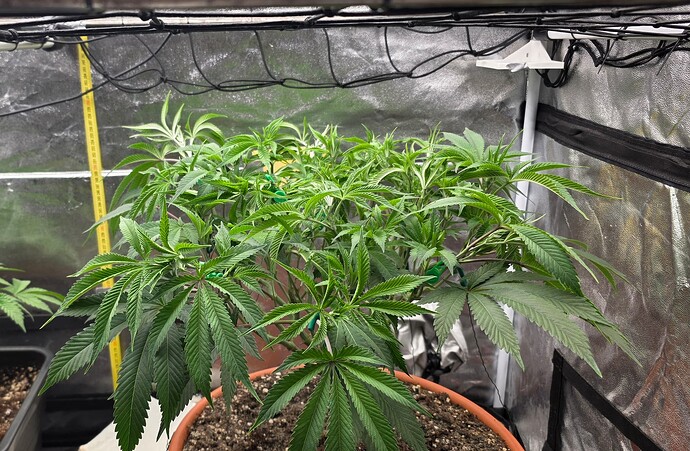 Growreport Bild 3