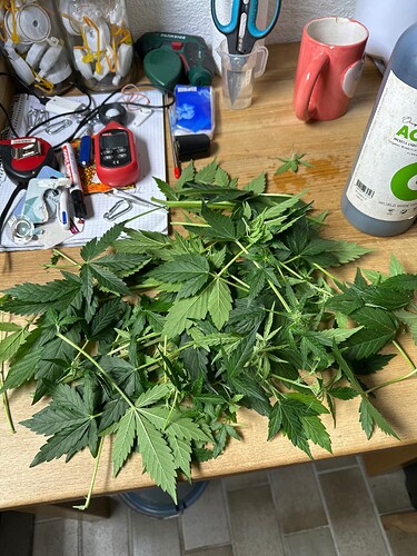Growreport Bild 31