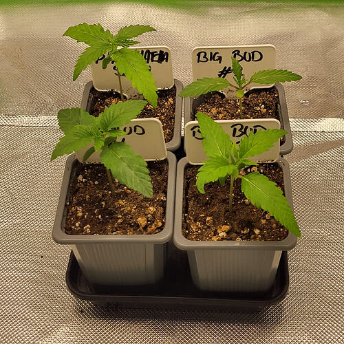 Growreport Bild 1