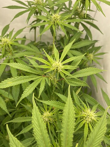 Growreport Bild 9