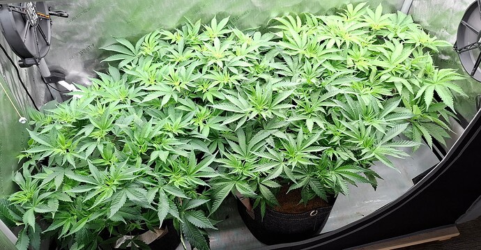 Growreport Bild 2