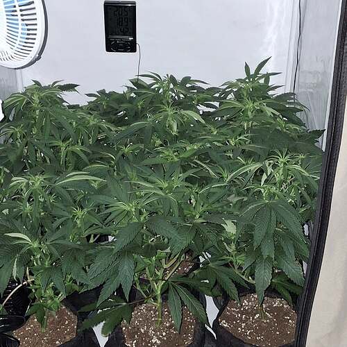 Growreport Bild 19