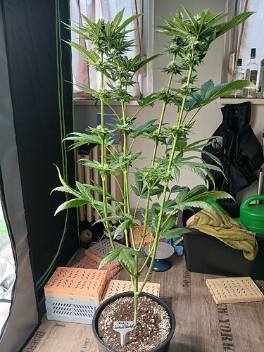Growreport Bild 7