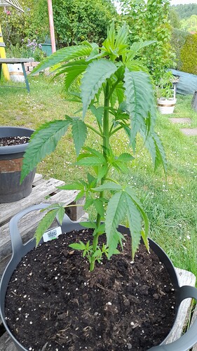 Growreport Bild 2