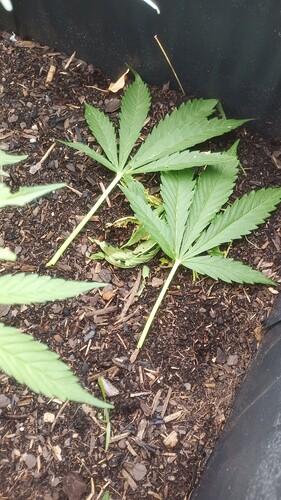 Growreport Bild 3