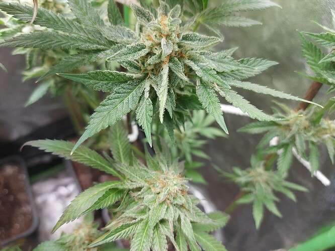 Growreport Bild 8