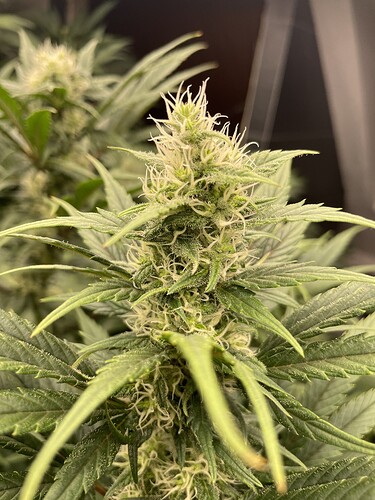 Growreport Bild 25