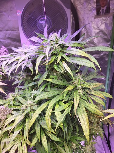Growreport Bild 1