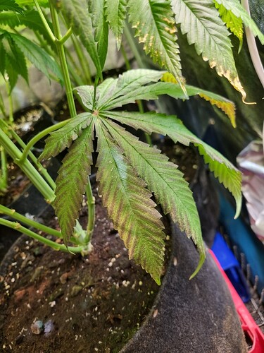 Nahaufnahme eines Cannabisblattes mit purpurroten Verfärbungen entlang der Blattadern und gelben Flecken an den Rändern.
