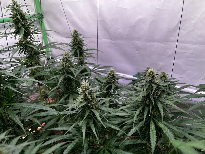 Growreport Bild 7