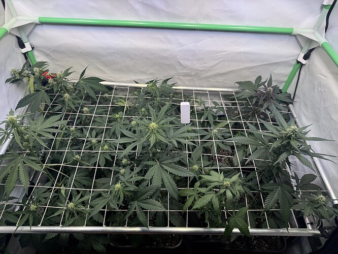 Growreport Bild 2