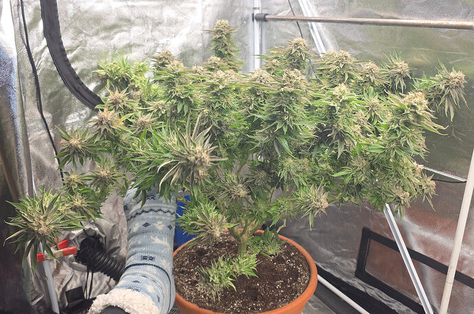 Growreport Bild 9