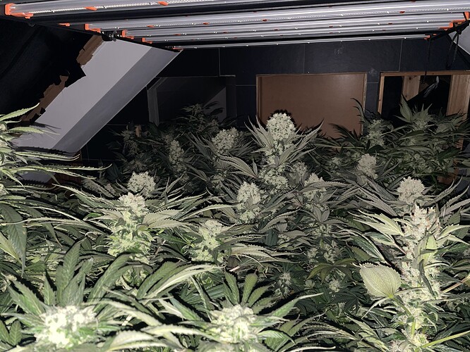 Growreport Bild 3
