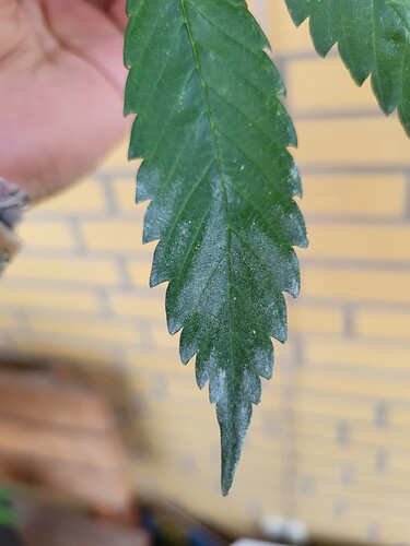 Growreport Bild 2