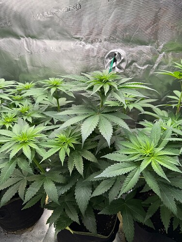 Growreport Bild 3