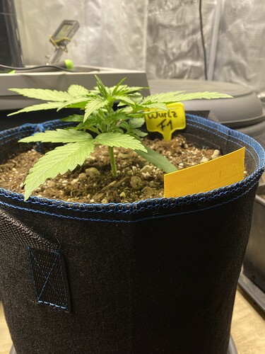Growreport Bild 27