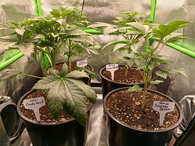 Growreport Bild 5