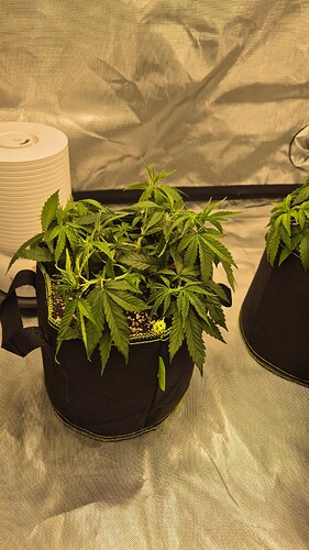 Growreport Bild 7