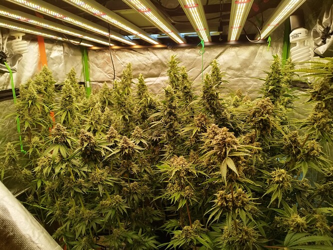 Viele blühende Cannabispflanzen unter LED-Wachstumslichtern in einer Growbox.