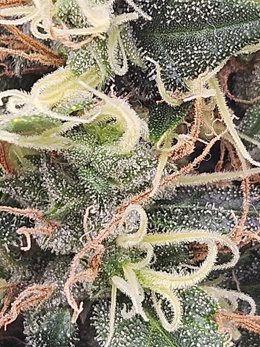 Growreport Bild 7