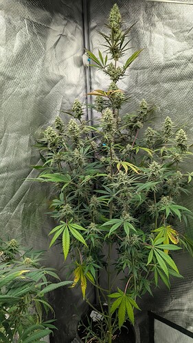 Growreport Bild 2