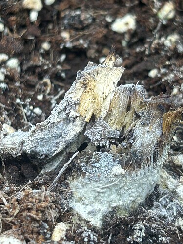 Growreport Bild 1