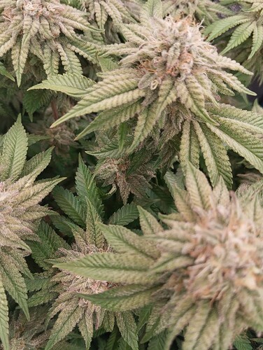 IMG_20250222_204938 - Kopie