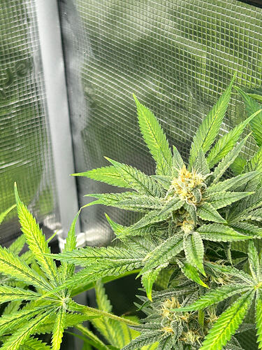 Growreport Bild 23
