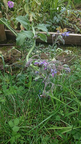 Growreport Bild 64