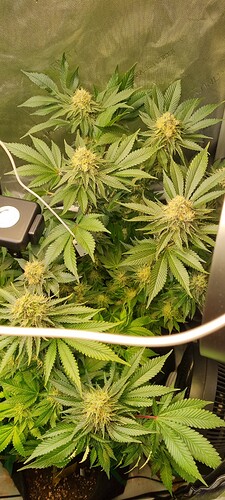 Growreport Bild 12