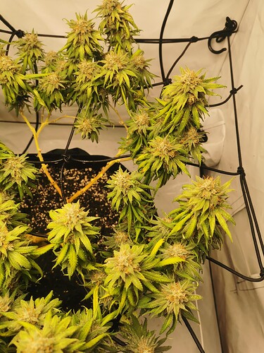 Growreport Bild 8