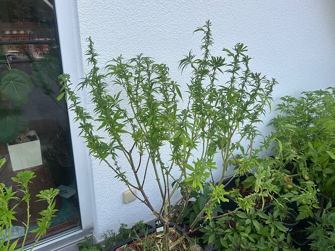 Growreport Bild 89