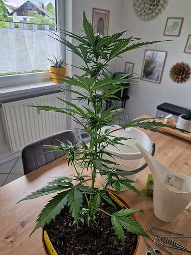 WhatsApp Image 2024-05-24 at 16.08.15 (2)