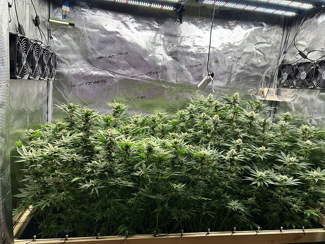 Mehrere blühende Cannabispflanzen in einem Zelt unter einer LED-Lampe, mit Lüftern an der Seite.